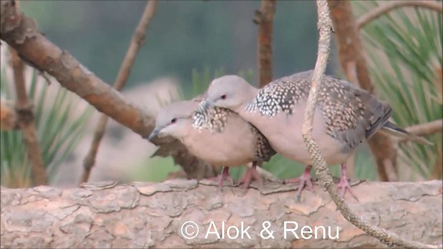 Spotted Dove (Western) - ML201979101