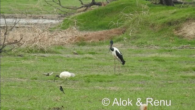 Black-necked Stork - ML201979181