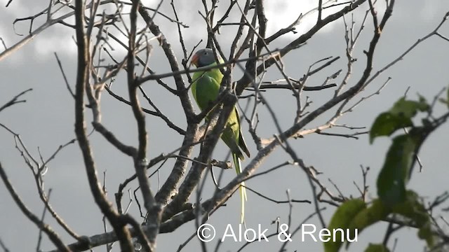 Himalaya Yeşil Papağanı - ML201979291