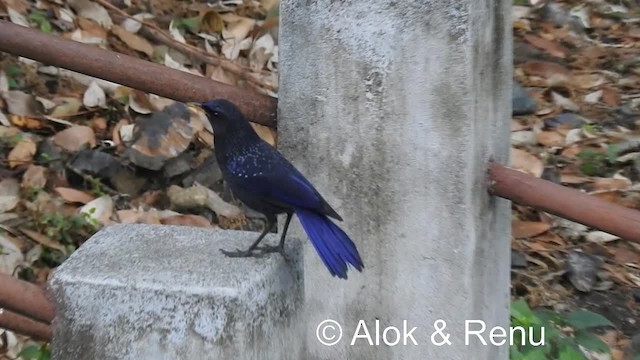 Синяя птица [группа flavirostris] - ML201979321