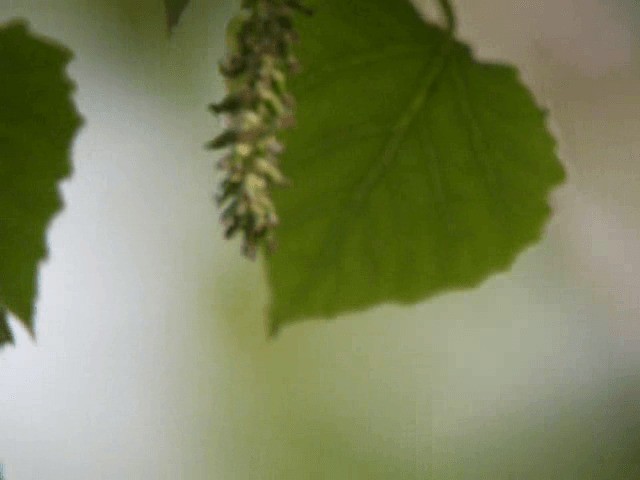 Pallas's Leaf Warbler - ML201979581