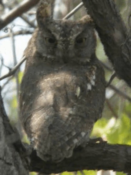 Oriental Scops-Owl (Oriental) - ML201979591