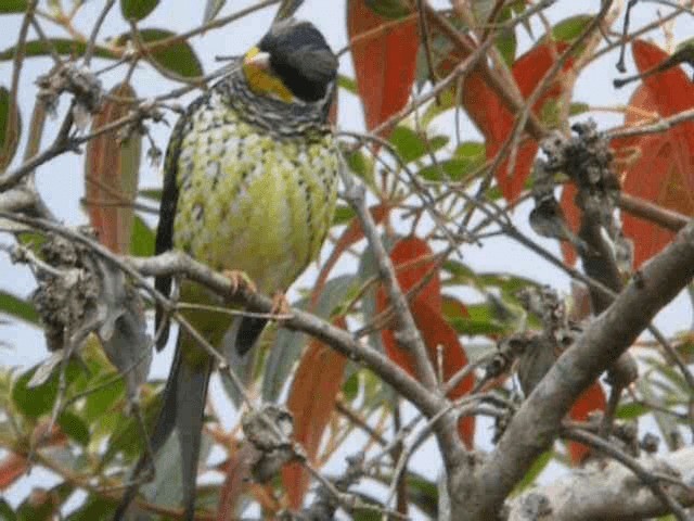 Swallow-tailed Cotinga (Swallow-tailed) - ML201980101