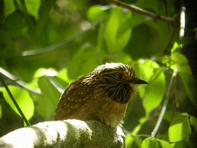  - Crescent-chested Puffbird (Greater)