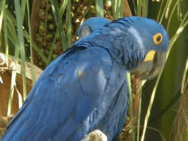 Hyacinth Macaw - ML201980121