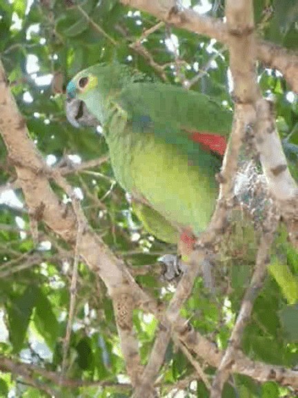 Turquoise-fronted Parrot - ML201980131