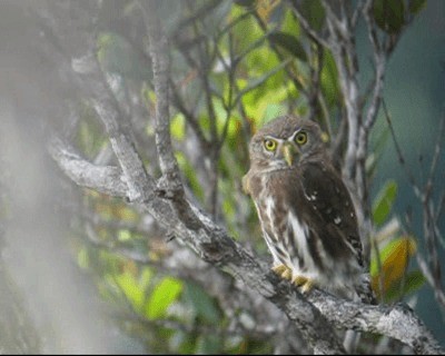 Ferruginous Pygmy-Owl (Ferruginous) - ML201980261