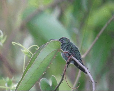 Зелёнохвостый колибри - ML201980301