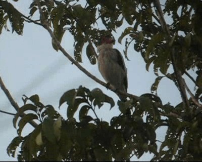  - Black-tailed Tityra (Western)