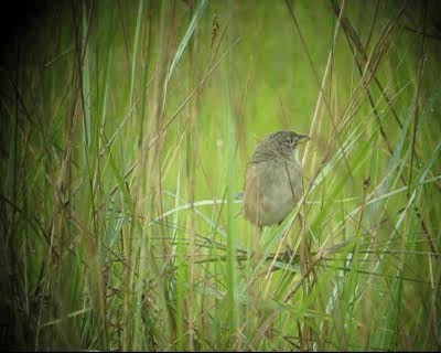 Wedge-tailed Grass-Finch - ML201980381
