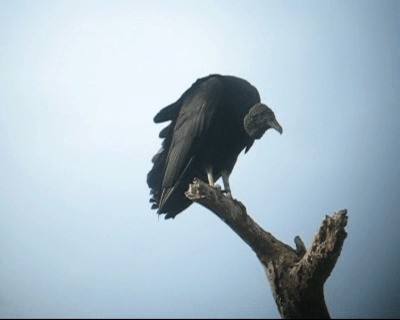 Black Vulture - ML201980701