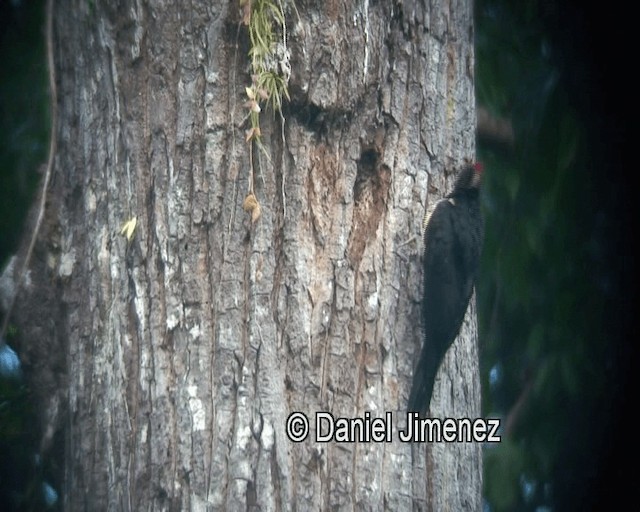White-bellied Woodpecker - ML201980851