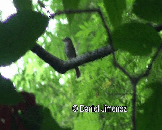 Negros Jungle Flycatcher - ML201980971