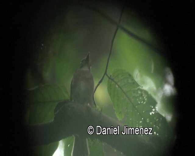 Negros Jungle Flycatcher - ML201981131