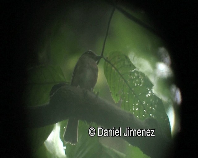 Negros Jungle Flycatcher - ML201981141