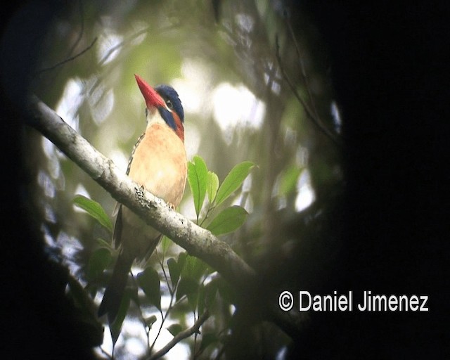 Blue-capped Kingfisher - ML201981291