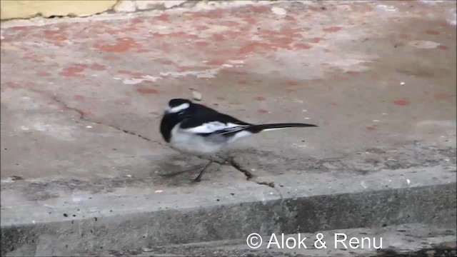 White-browed Wagtail - ML201981601