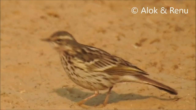 Rosy Pipit - ML201981621