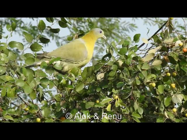 Yellow-footed Green-Pigeon - ML201981791