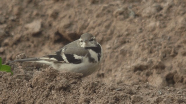 Forest Wagtail - ML201982151