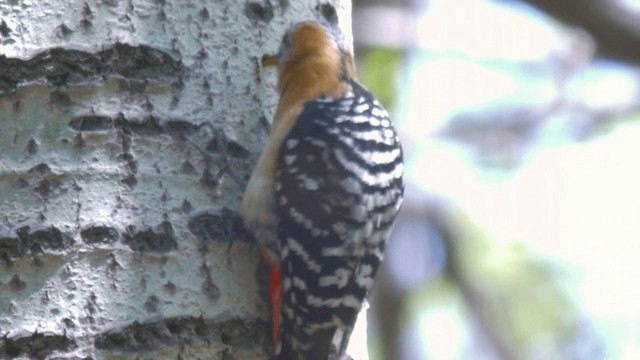 Rufous-bellied Woodpecker - ML201982181