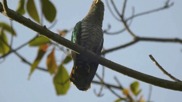 Asian Emerald Cuckoo - ML201982271