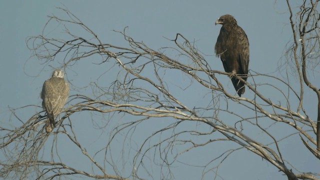 Greater Spotted Eagle - ML201982281