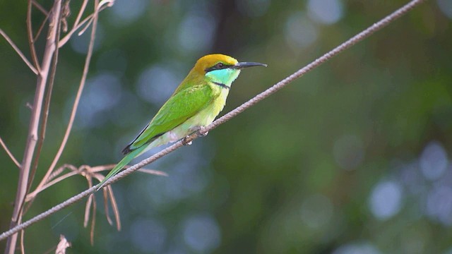 Asian Green Bee-eater - ML201982301