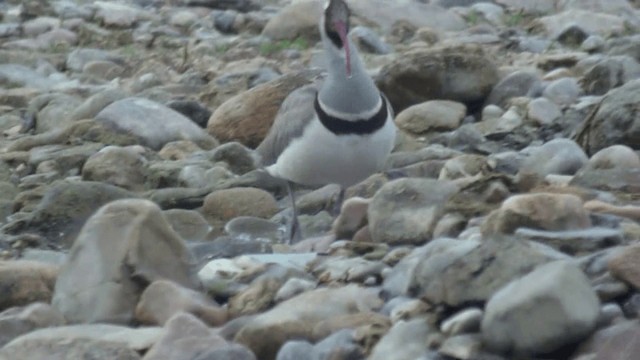 Bec-d'ibis tibétain - ML201982331