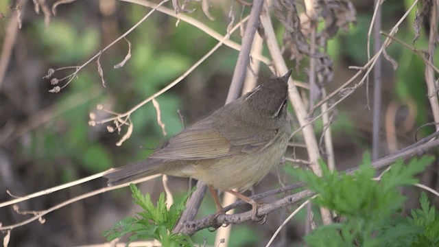  - Radde's Warbler