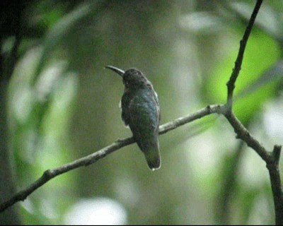 kolibřík fialovoprsý - ML201982621