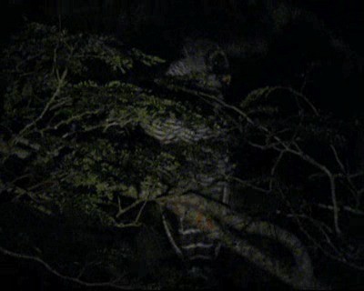 Black-and-white Owl - ML201982851