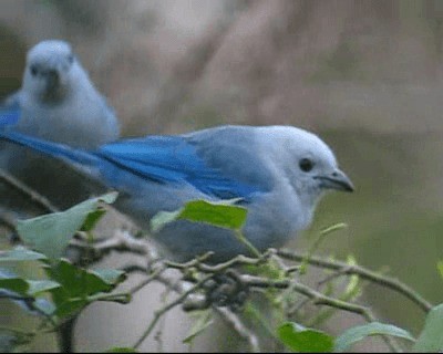 Blue-gray Tanager (Blue-gray) - ML201982861