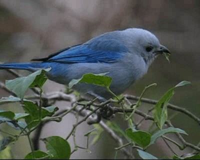  - Blue-gray Tanager (Blue-gray)
