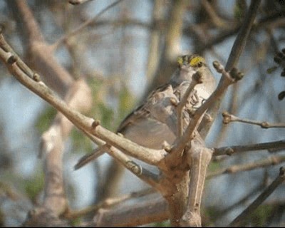 Yellow-browed Sparrow - ML201982901