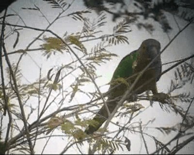 Brown-throated Parakeet (Brown-throated) - ML201982921