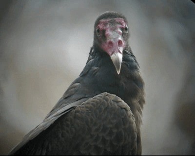 Turkey Vulture (Tropical) - ML201982981