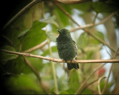 kolibřík venezuelský - ML201983001