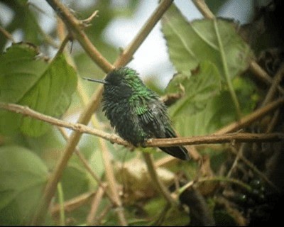 kolibřík venezuelský - ML201983011