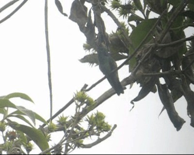kolibřík modrouchý (ssp. cyanotus/crissalis) - ML201983021