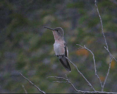 kolibřík rusoprsý - ML201983141