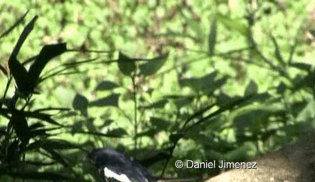 Oriental Magpie-Robin (Oriental) - ML201983221