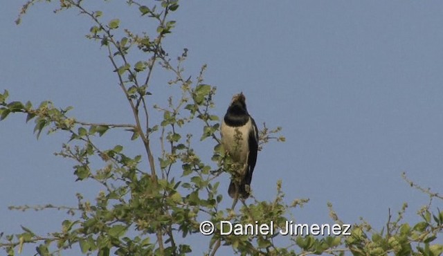 Asian Pied Starling (Asian) - ML201983331