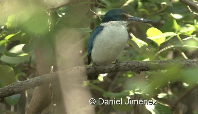 Collared Kingfisher (Oriental) - ML201983361