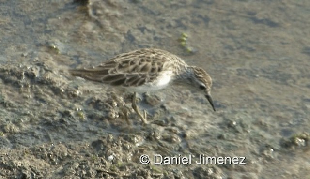  - Long-toed Stint