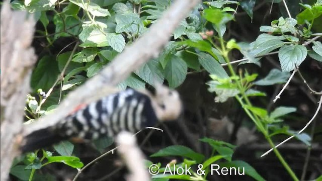 Fulvous-breasted Woodpecker - ML201983871