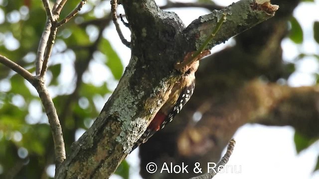 Fulvous-breasted Woodpecker - ML201983881