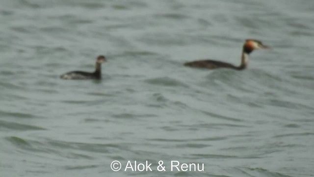 Great Crested Grebe - ML201983931