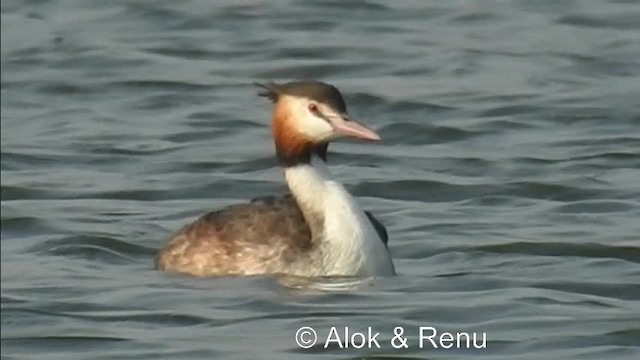 Great Crested Grebe - ML201984041