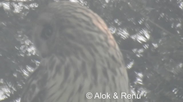 Short-eared Owl (Northern) - ML201984051